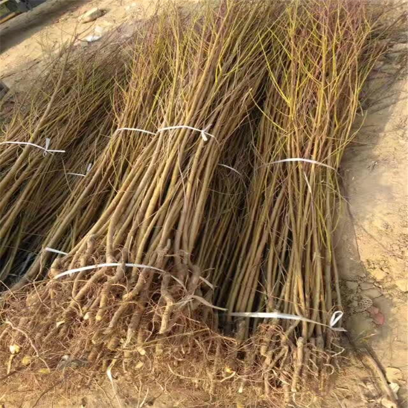 映霜紅桃樹苗多少錢一株  山西省映霜紅桃樹苗報價
