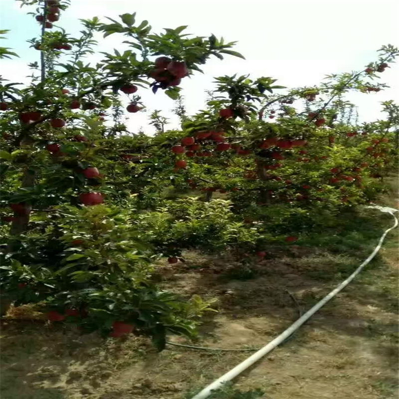 中間砧木矮化蘋果苗多少錢一株  云南省中間砧木矮化蘋果苗價(jià)格