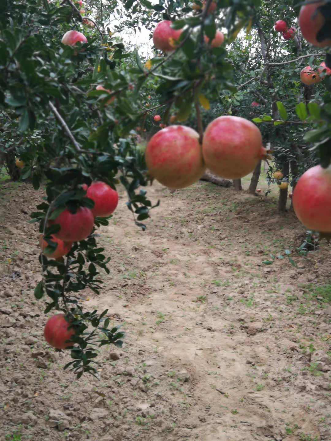 軟籽石榴/成都軟籽石榴的種植技術/成都軟籽石榴的種植基地/成都軟籽石榴種苗的銷售價格