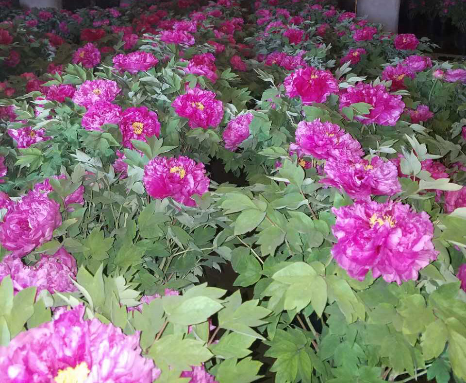 春節(jié)催花牡丹、*盆栽牡丹、室內(nèi)觀賞牡丹