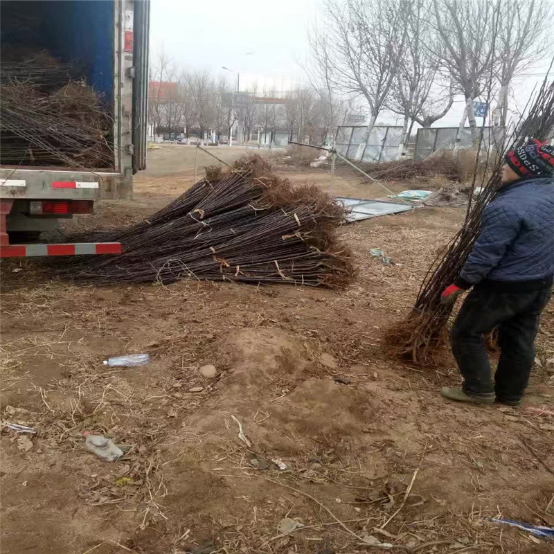 煙富蘋果苗多少錢一株  湖南省煙富蘋果苗報(bào)價(jià)