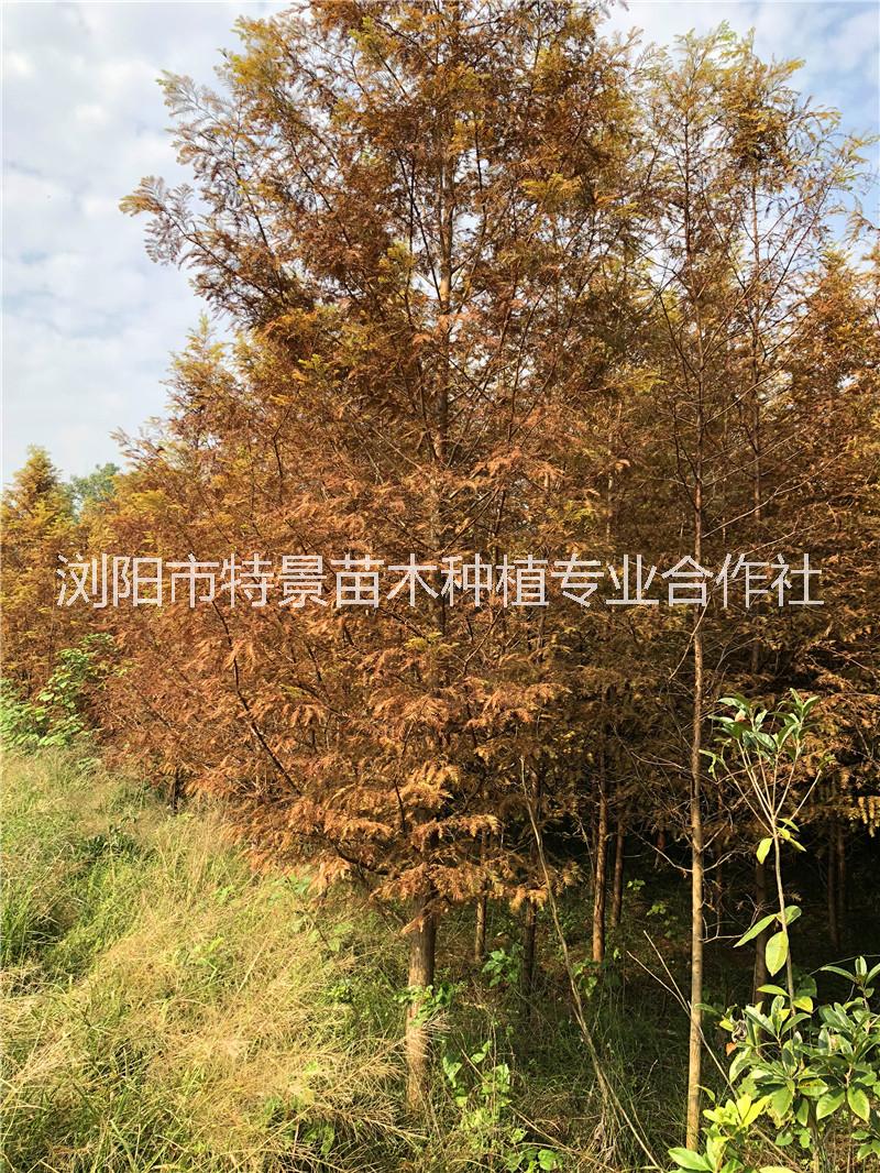 水杉樹|湖南水杉樹基地價格表|湖南水杉樹批發(fā)價格|湖南水杉樹優(yōu)質(zhì)供貨商