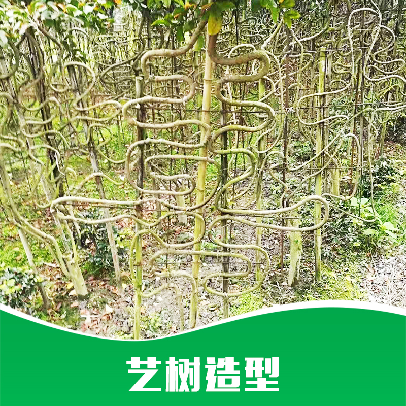 成都藝樹造型種植基地直銷藝樹造型批發(fā)|觀賞藝樹造型|造型樹木|植物造型|產(chǎn)品圖片|批發(fā)報(bào)價(jià)