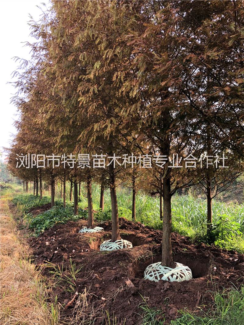 水杉樹|湖南水杉樹基地價格表|湖南水杉樹批發(fā)價格|湖南水杉樹優(yōu)質(zhì)供貨商