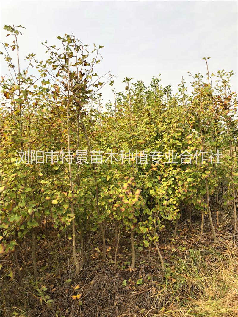 紅花繼木球|湖南紅花繼木球供貨商|湖南紅花繼木球基地報價表|湖南紅花繼木球批發(fā)價格 銀杏樹