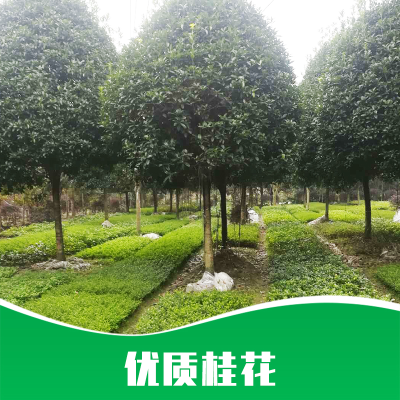 貴州桂花、種植、基地、批發(fā)【溫江杜氏園藝場】