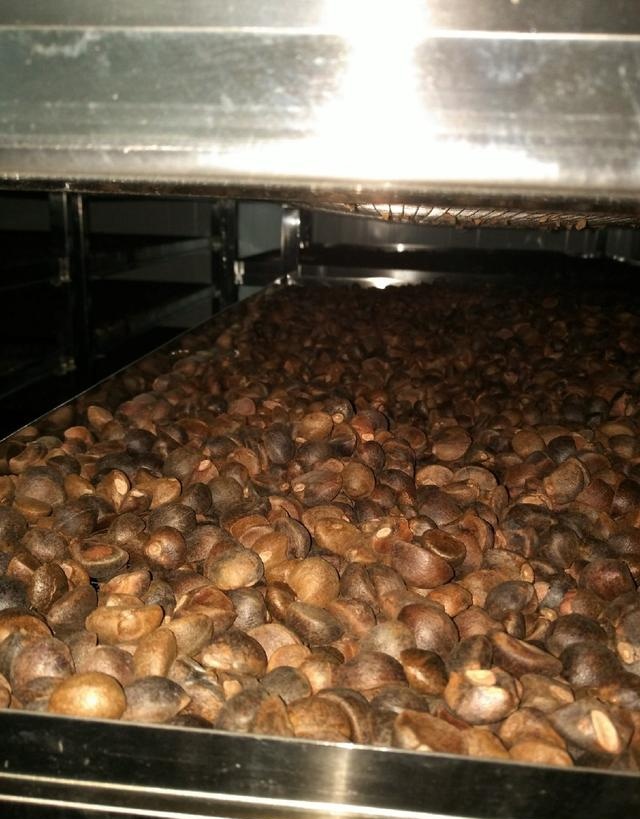 高科技油茶籽烘干機(jī) 免人看守智能烘干