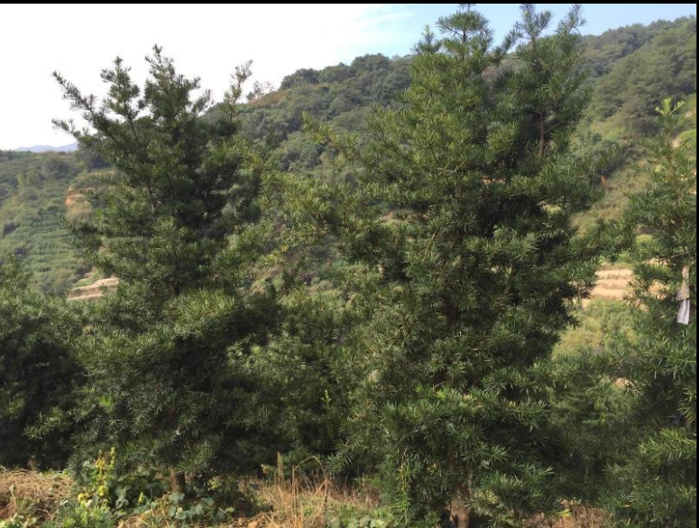 羅漢松盆景 羅漢松盆景報價 羅漢松盆景廠家  樁盆景 羅漢松大樹 羅漢松盆景供應(yīng)商 羅漢松盆景直銷 羅漢松盆景哪家好