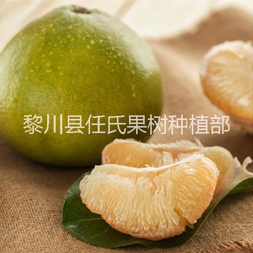 泰國青柚苗 泰國金柚苗 水晶青柚苗 太空桔柚苗 葡萄柚苗 紅西柚苗 健香柚苗 通利迷你柚苗