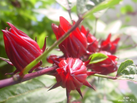 銷售大量火紅花烙神果種子技術(shù)栽培