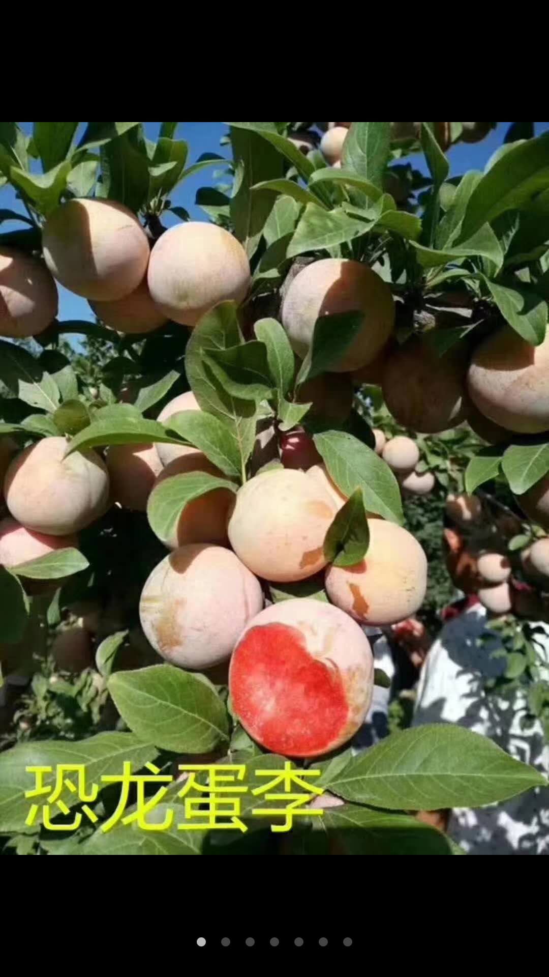 超級(jí)紅寶石李子，優(yōu)質(zhì)李子，李子樹(shù)苗，李子新品種