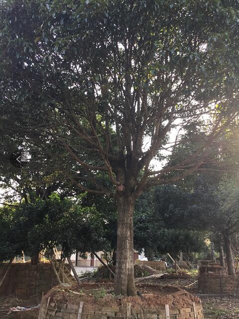 桂花_廣東英德桂花_種植基地報(bào)價(jià)_批發(fā)價(jià)格_英德桂花基地直銷價(jià)格
