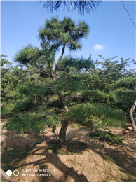 山東黑松基地  黑松報(bào)價(jià)  黑松圖片