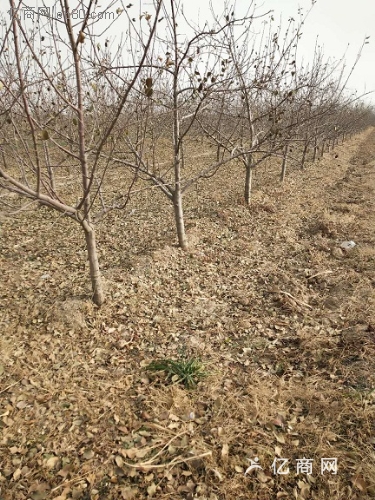 10公分蘋果樹、15公分蘋果樹價(jià)