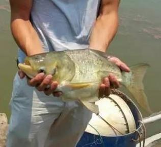鳙魚苗 肇慶鳙魚苗 鳙魚苗基地 鳙魚苗價(jià)格 鳙魚苗報(bào)價(jià) 鳙魚苗哪家好 出售鳙魚苗 鳙魚苗多少錢一斤 雙金龍鳙魚苗 鳙魚