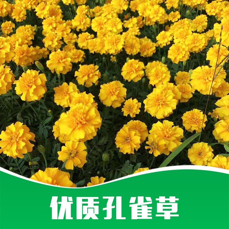孔雀草 草花種子孔雀草供應(yīng)商  草花種子孔雀草價(jià)格  草花種子孔雀草批發(fā)