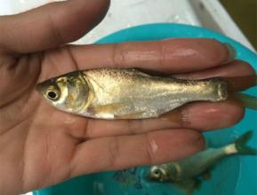 鳙魚苗 肇慶鳙魚苗 鳙魚苗基地 鳙魚苗價(jià)格 鳙魚苗報(bào)價(jià) 鳙魚苗哪家好 出售鳙魚苗 鳙魚苗多少錢一斤 雙金龍鳙魚苗 鳙魚