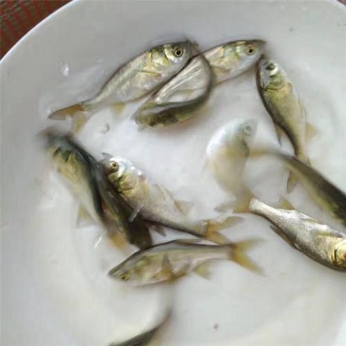 鳙魚苗 肇慶鳙魚苗 鳙魚苗基地 鳙魚苗價(jià)格 鳙魚苗報(bào)價(jià) 鳙魚苗哪家好 出售鳙魚苗 鳙魚苗多少錢一斤 雙金龍鳙魚苗 鳙魚