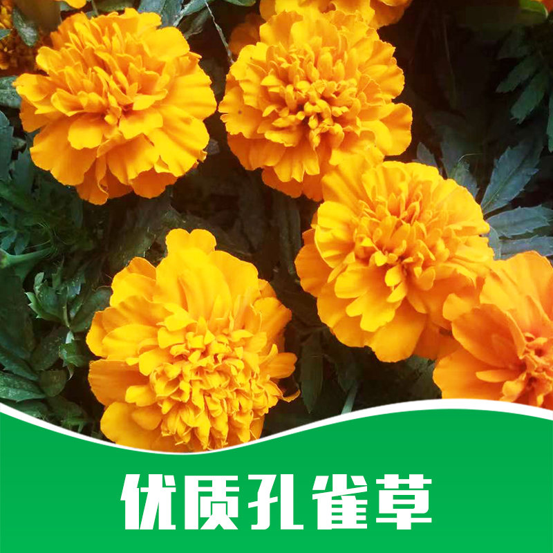 孔雀草 草花種子孔雀草供應(yīng)商  草花種子孔雀草價(jià)格  草花種子孔雀草批發(fā)