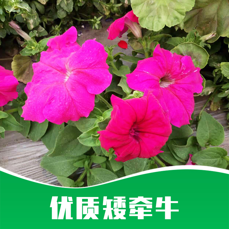 矮牽牛廠家直銷(xiāo)-價(jià)格-供應(yīng)商