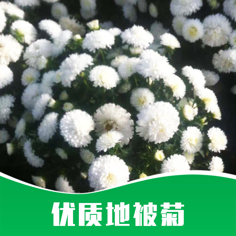 地被菊 草花 草花批發(fā) 時(shí)令草花 綠化草花 廠家直銷 品質(zhì)保證