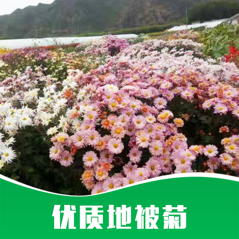 地被菊廠家-價格-供應商