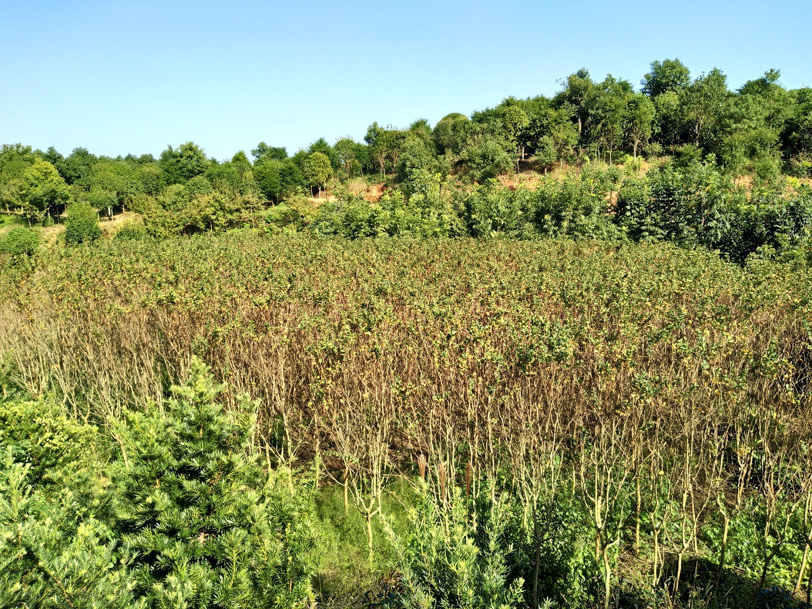 銷售各種規(guī)格欒樹