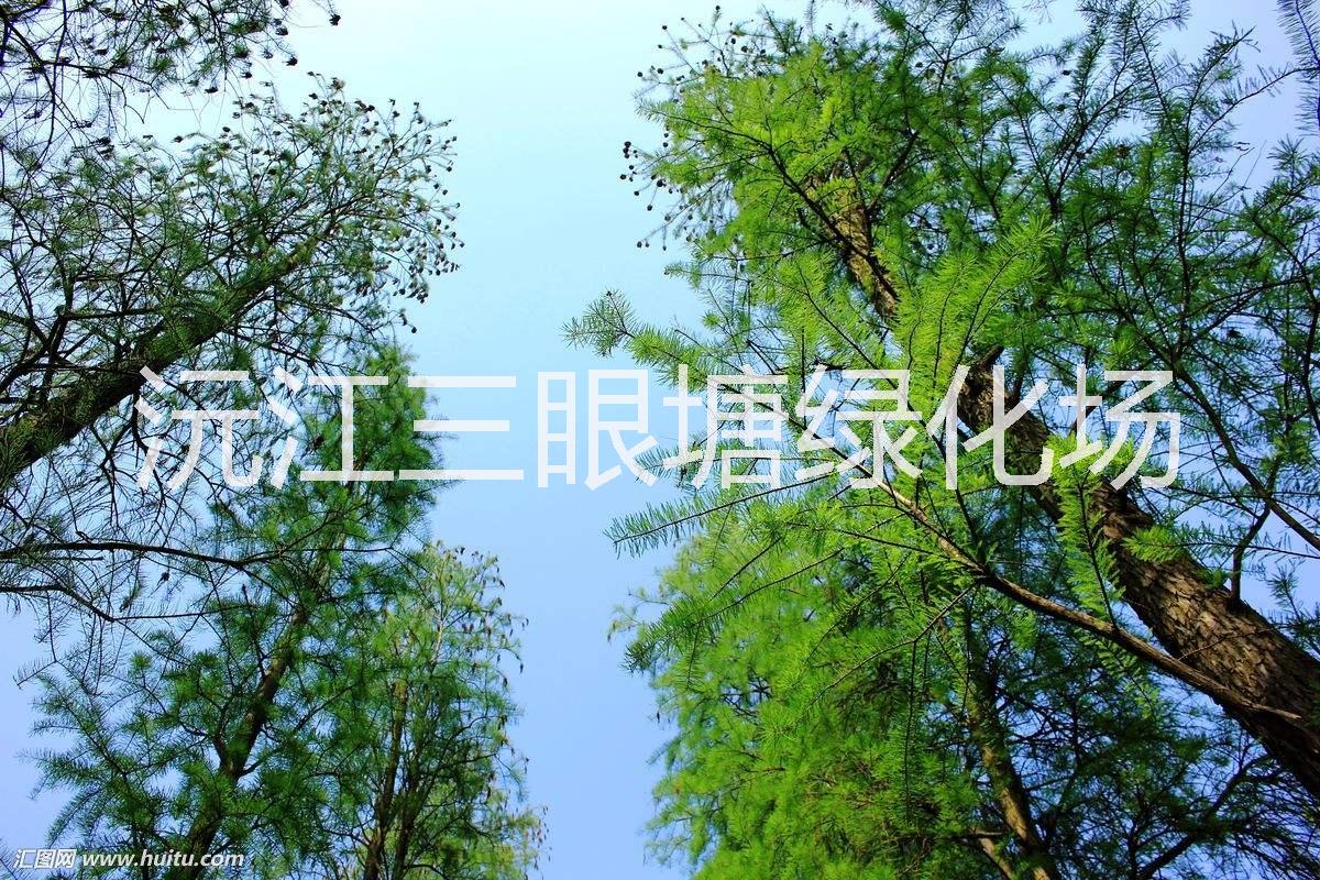 湖南池杉樹苗基地|湖南池杉樹苗報(bào)價(jià)|湖南池杉樹苗批發(fā)價(jià)格