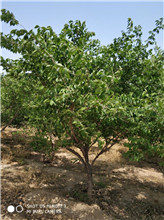 山東金銀木基地 金銀木批發(fā) 金銀木供應(yīng)商