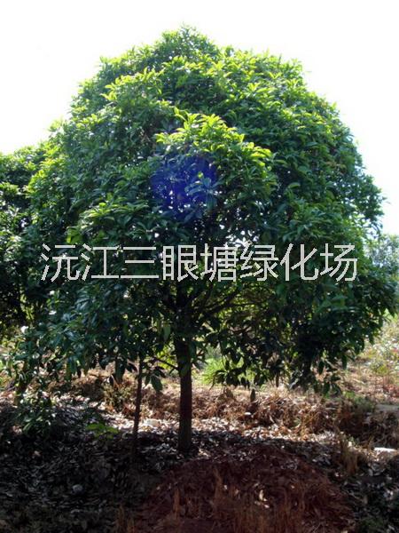 湖南桂花種植基地|湖南桂花批發(fā)價(jià)格|湖南桂花小苗批發(fā)|湖南桂花*基地