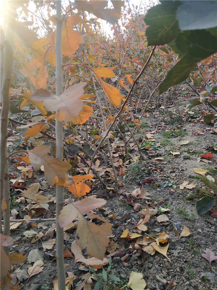 山東山楂樹苗基地  山楂樹報價
