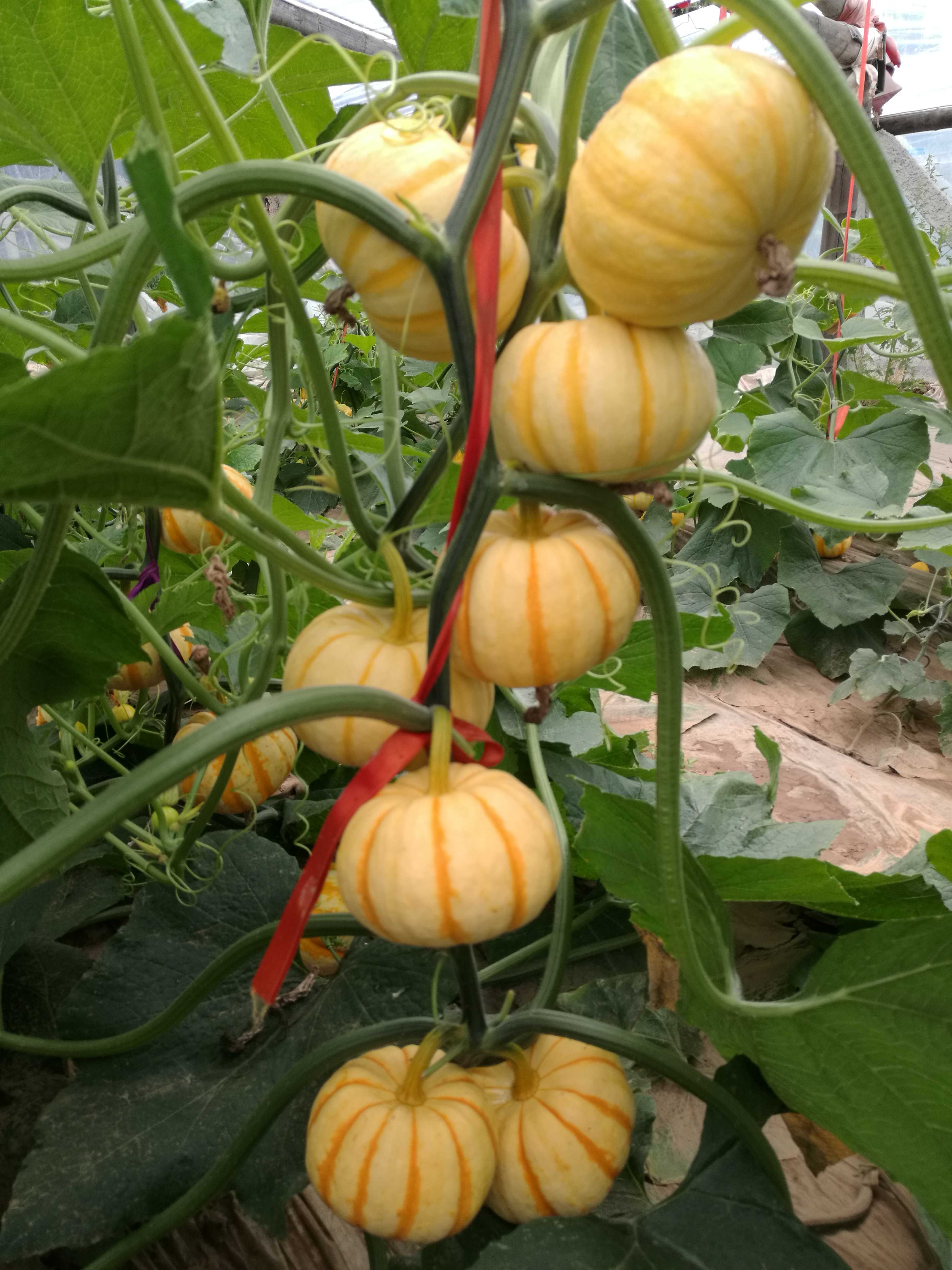 黃貝貝迷你南瓜種子金桔南瓜