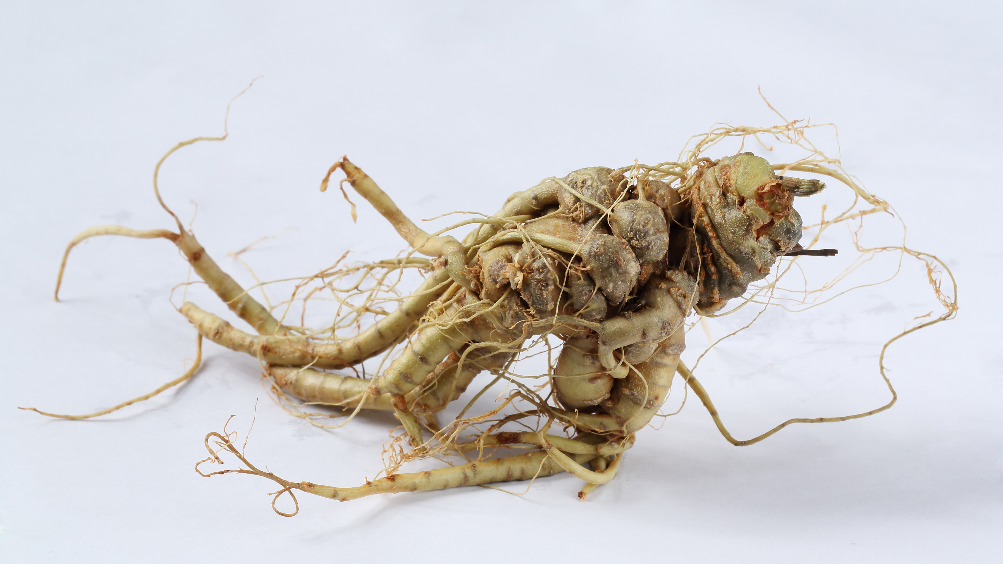 田七報(bào)價(jià)|北京田七報(bào)價(jià)|云壩古坊