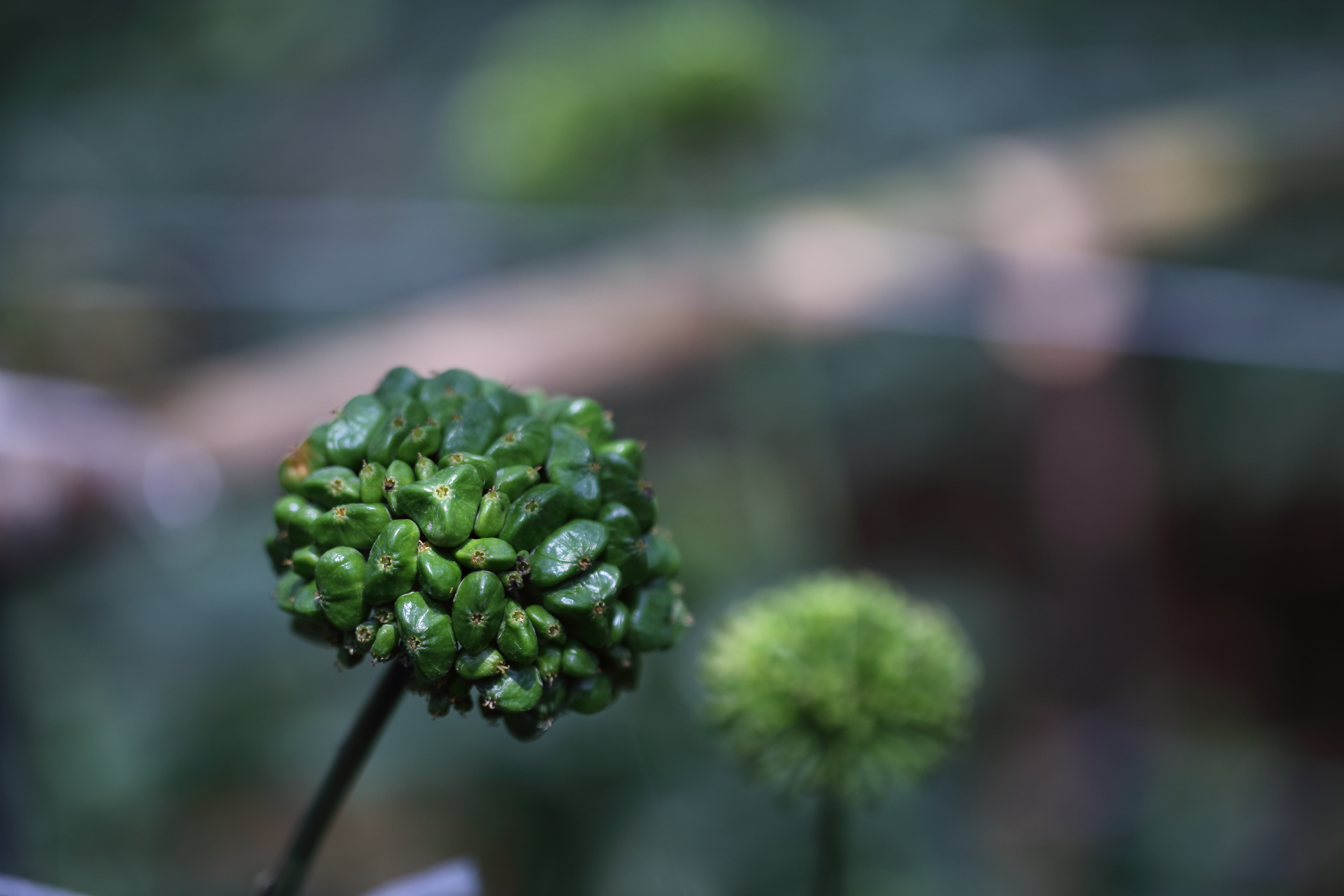 田七報(bào)價(jià)|北京田七報(bào)價(jià)|云壩古坊