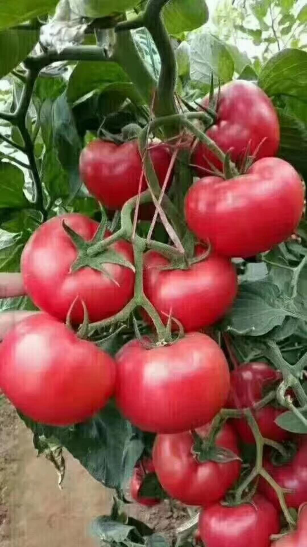 高盛美粉果番茄種子種苗