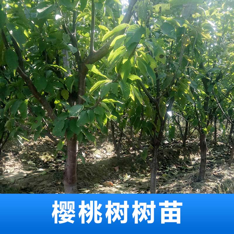 櫻桃樹樹苗 櫻桃樹苗木 櫻桃樹樹苗價格 櫻桃樹樹苗廠家 廠家直銷 品質(zhì)保障