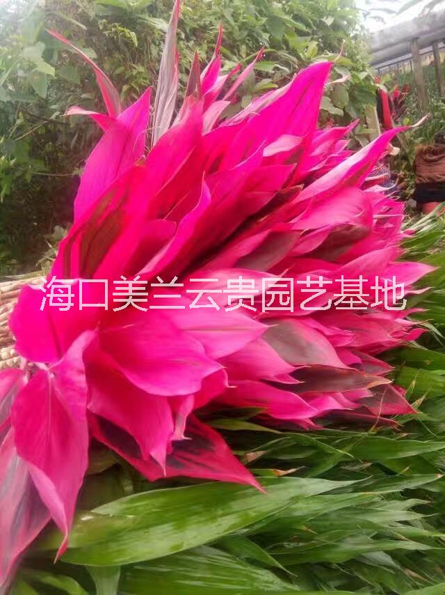 春天富貴竹  春天富貴竹廠家  廠家直銷春天富貴竹  春天富貴竹批發(fā)那里優(yōu)惠  春天富貴竹種植