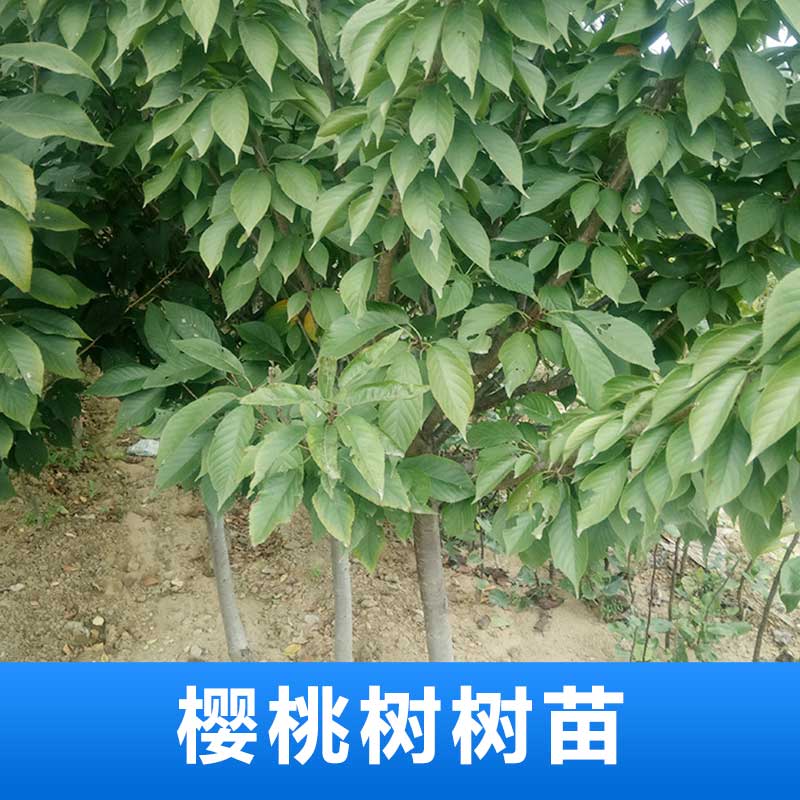 櫻桃樹樹苗 櫻桃樹苗木 櫻桃樹樹苗價格 櫻桃樹樹苗廠家 廠家直銷 品質(zhì)保障