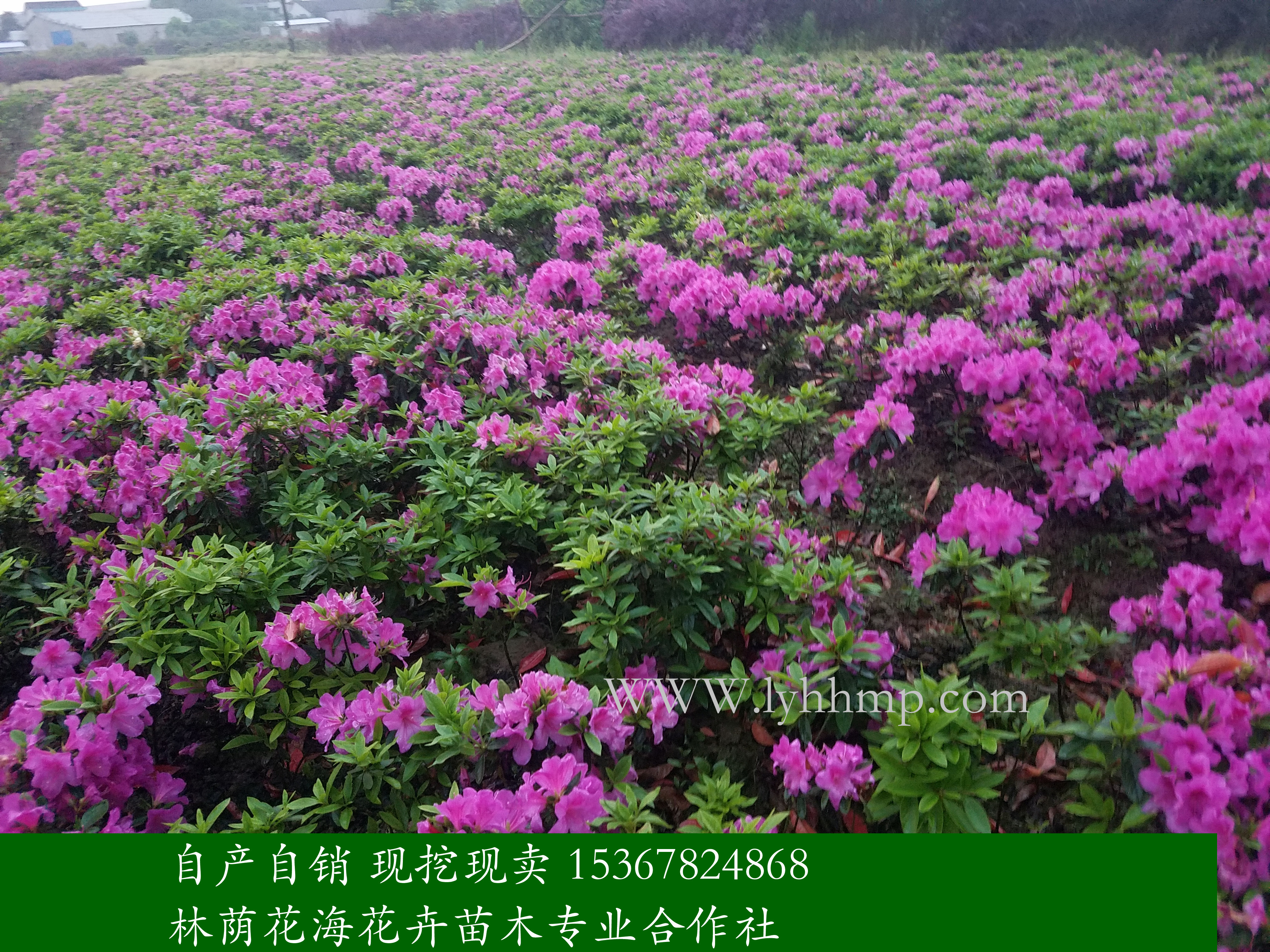 基地直銷(xiāo)*花 *花廠(chǎng)家直銷(xiāo) 湖南*花供應(yīng)商電話(huà) *花全國(guó)供應(yīng)電話(huà) 長(zhǎng)沙*花*球供應(yīng)商 *花廠(chǎng)家批發(fā)