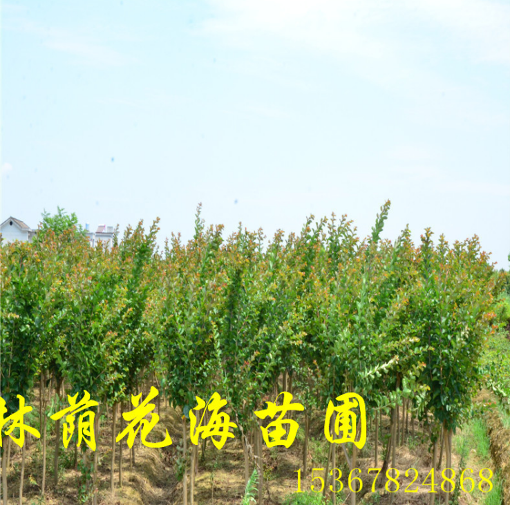紫薇基地 紫薇廠家直銷 湖南紫薇供應商電話 *批發(fā)紫薇 現(xiàn)挖現(xiàn)賣紫薇報價 紫薇基地大量供應 紫薇廠家供應電話 紫薇基地