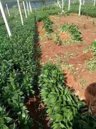 富貴竹  富貴竹廠家   富貴竹種植基地  廠家直銷富貴竹  富貴竹批發(fā)那里優(yōu)惠