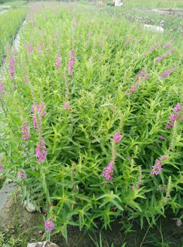 湖南小天使基地直銷｜湖南水生植物基地｜湖南哪里賣水生植物｜湖南水生植物供應(yīng)商|湖南水生植物銷售｜湖南水生植物基地直銷