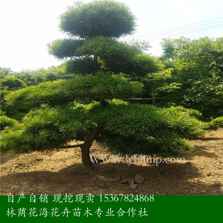 羅漢松基地 羅漢松廠家直銷 湖南羅漢松供應(yīng)商電話 *批發(fā)羅漢松 現(xiàn)挖現(xiàn)賣羅漢松報(bào)價(jià) 羅漢松基地大量供應(yīng) 羅漢松基地