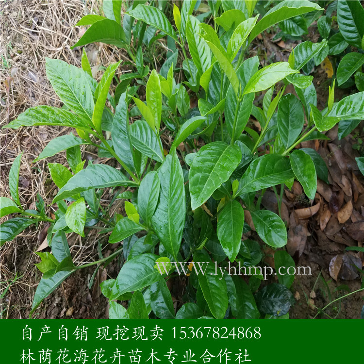 梔子基地 梔子廠家直銷 湖南梔子供應(yīng)商電話 *批發(fā)梔子 現(xiàn)挖現(xiàn)賣梔子報價 梔子基地大量供應(yīng) 梔子廠家供應(yīng)電話 梔子基地
