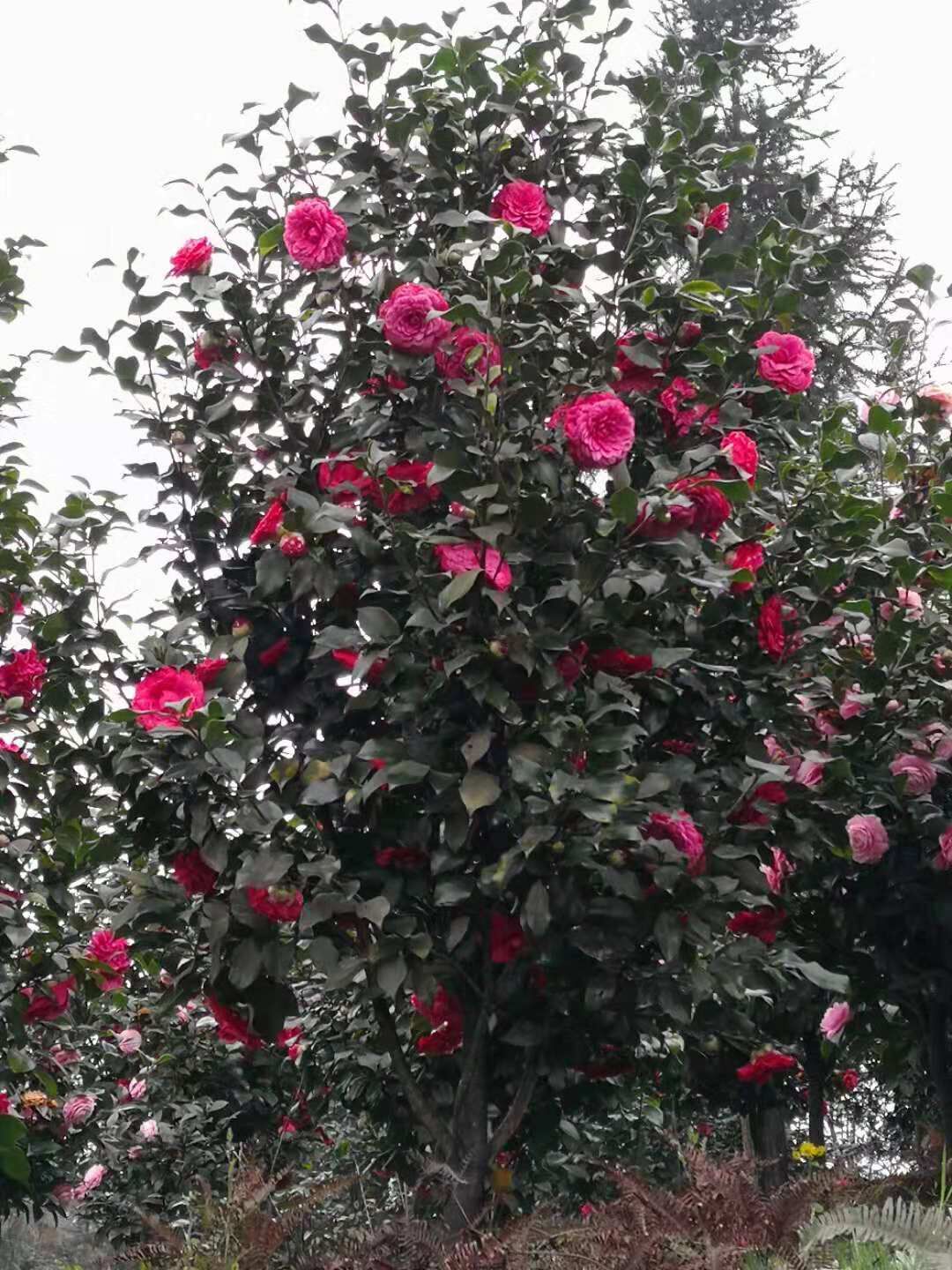 云南茶花種植基地- 云南昆明茶花批發(fā)價格-云南曲靖茶花報價