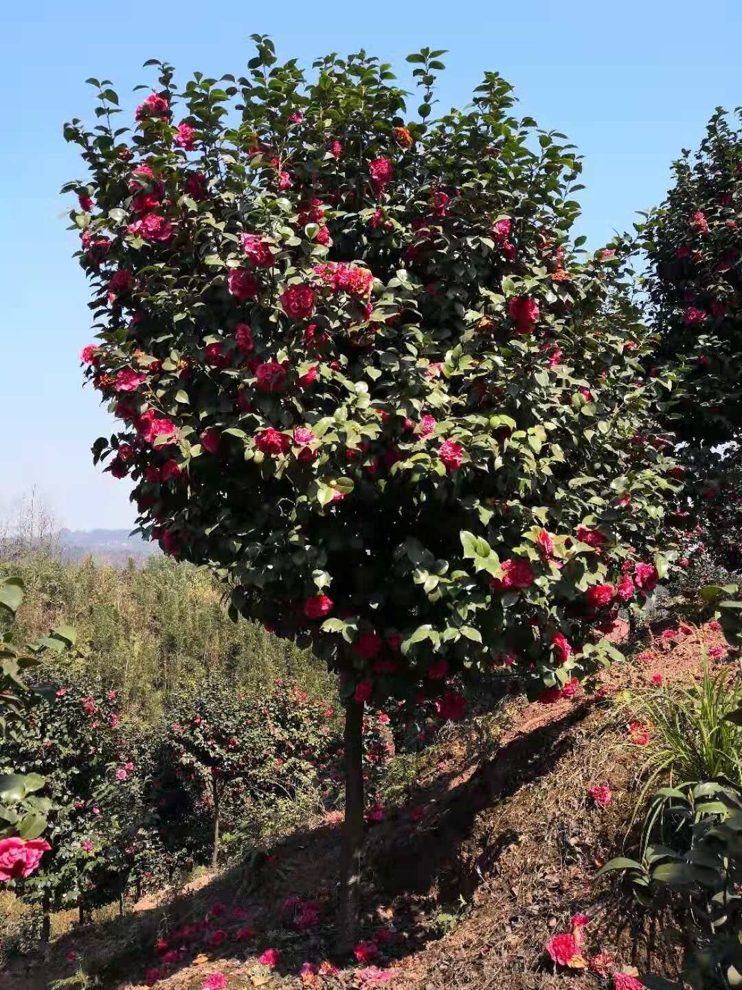 四川宜賓高縣童子面茶花種植基地-四川宜賓童子面茶花廠家批發(fā)價格