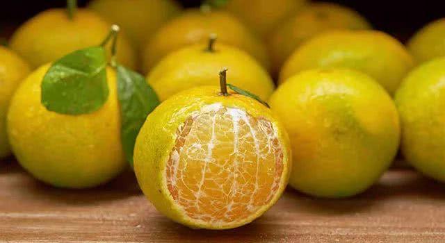 皇帝柑苗 皇帝貢柑苗 皇妃柑苗 皇妃貢柑苗 黃帝柑苗 黃帝貢柑苗