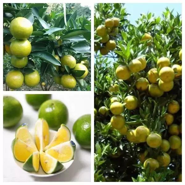 皇帝柑苗 皇帝貢柑苗 皇妃柑苗 皇妃貢柑苗 黃帝柑苗 黃帝貢柑苗