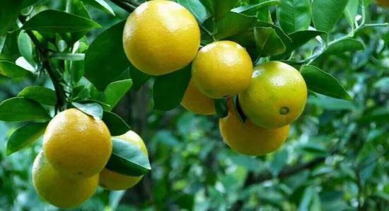 皇帝柑苗 皇帝貢柑苗 皇妃柑苗 皇妃貢柑苗 黃帝柑苗 黃帝貢柑苗