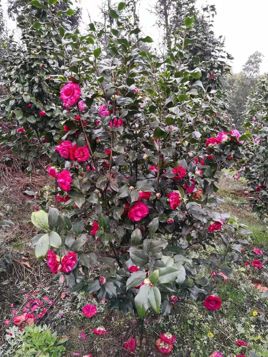 浙江茶花基地-浙江杭州茶花批發(fā)價格-浙江寧波茶花報價